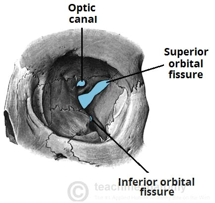 fig 1 2 the major openings into the orbit