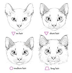 cat anatomy drawing how to draw animals cats and their anatomy on drawing images how to draw drawi