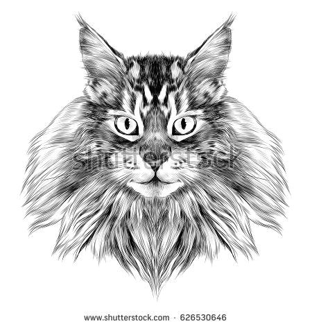cat breed maine coon face sketch vector black and white drawing