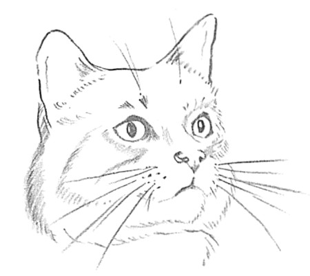 drawing cats and kittens