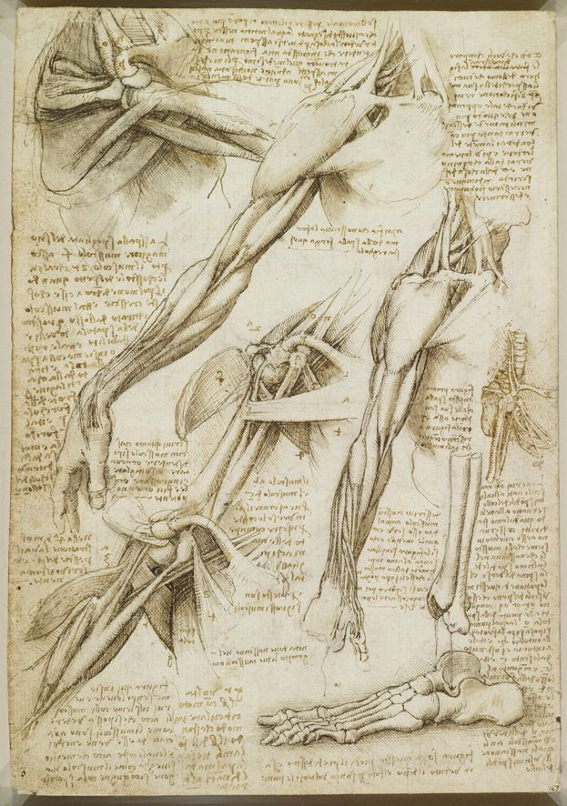 a rare glimpse of leonardo da vinci s anatomical drawings maria popova 2012 brain pickings book review article images video link of leonardo da