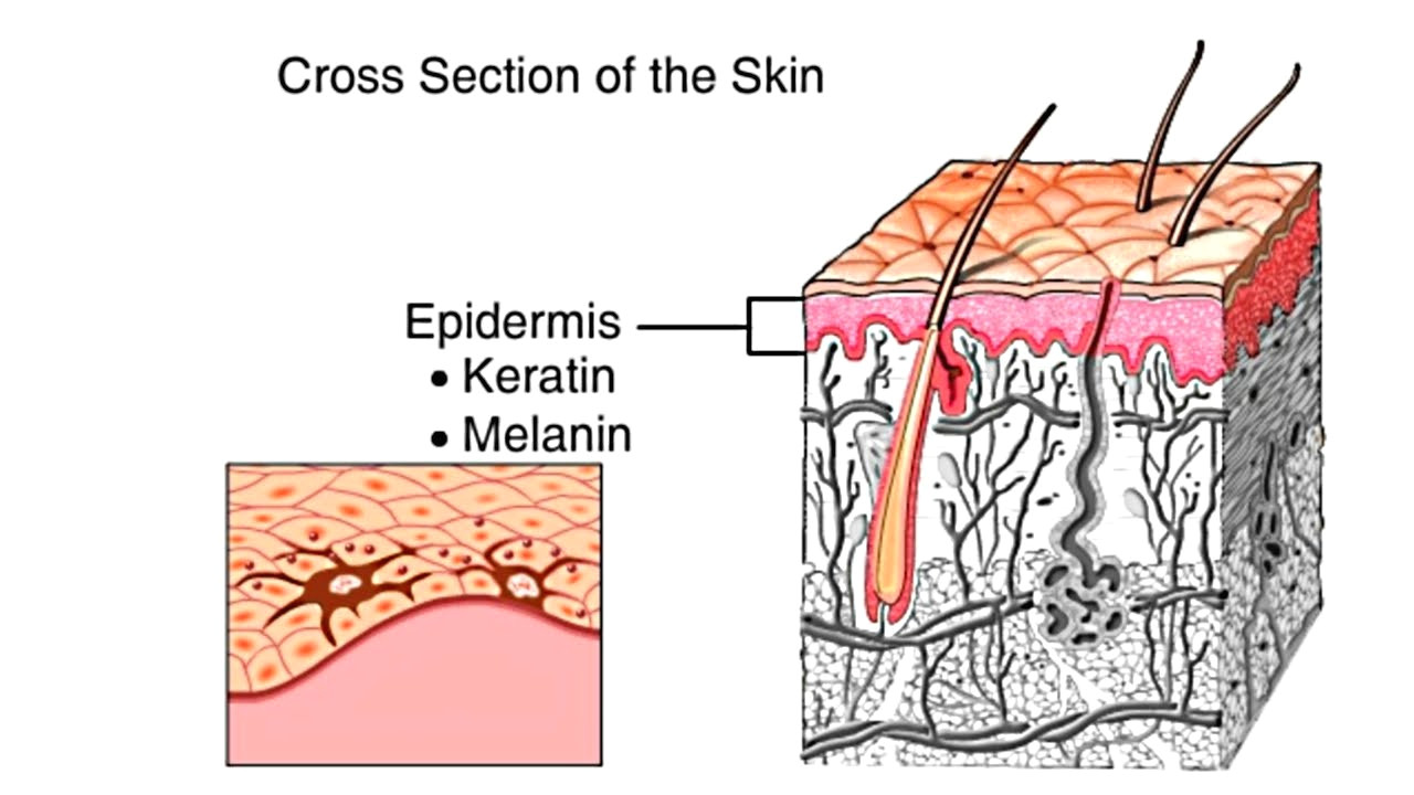 how the skin works animation structure and function of the human skin video skin layers anatomy youtube