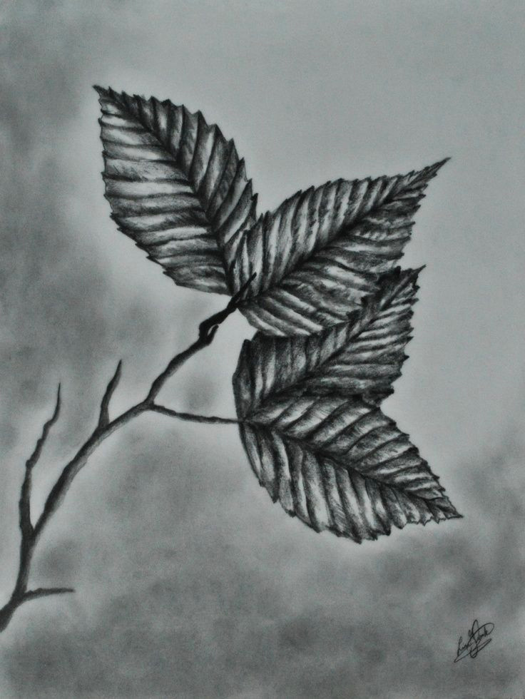 realistic leaves drawing google search