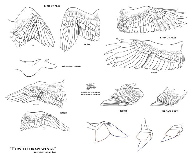 how to draw wings