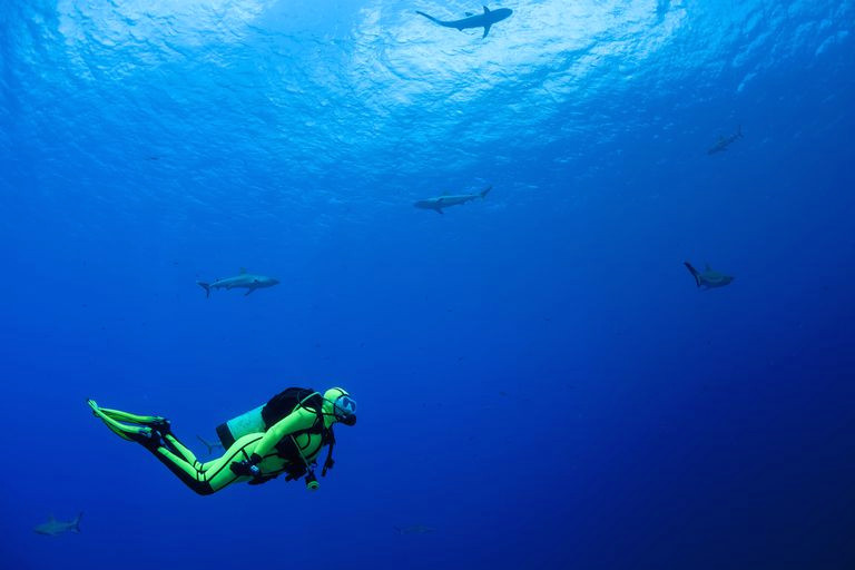 oceania micronesia yap diver with grey reef sharks carcharhinus amblyrhynchos 535650995 59e128cb0d327a00103ae600 jpg