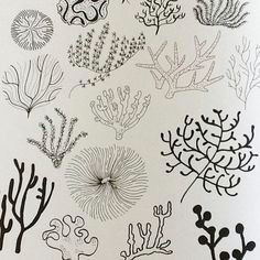 trina dalziel on instagram it s world ocean day today more valid than things like world toast day some drawings i did of coral for twenty ways to draw