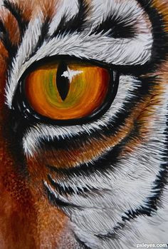 drawing guide the making of the eye of the tiger pxleyes tiger pictures