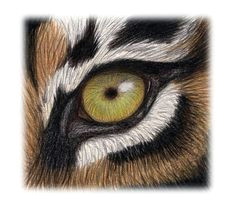 tigers eyes drawn google search gcse art animals and pets tigers art