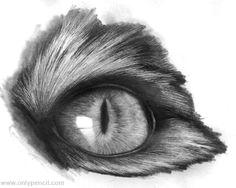 how to draw realistic cats realistic cat eyes tutorial by chandito on deviantart cat eyes
