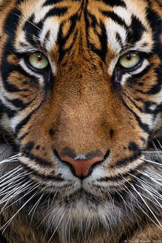tiger eye close up extreme close up tiger pictures animal pictures tiger