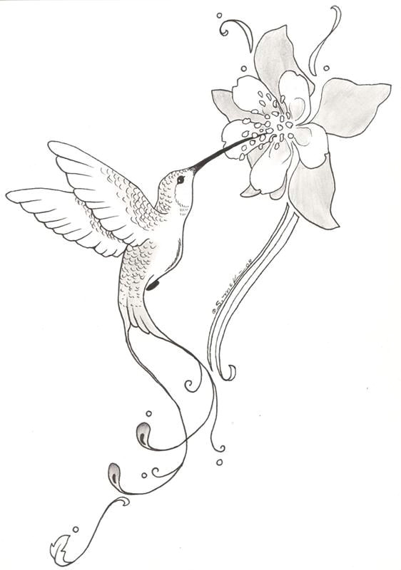 hummingbird and flower pencil drawing google search