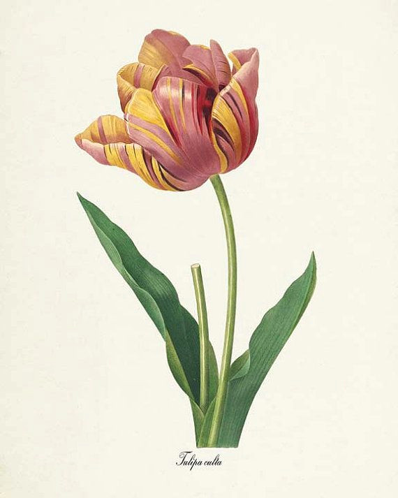 tulip flower print tulip art print botanical by visualnature