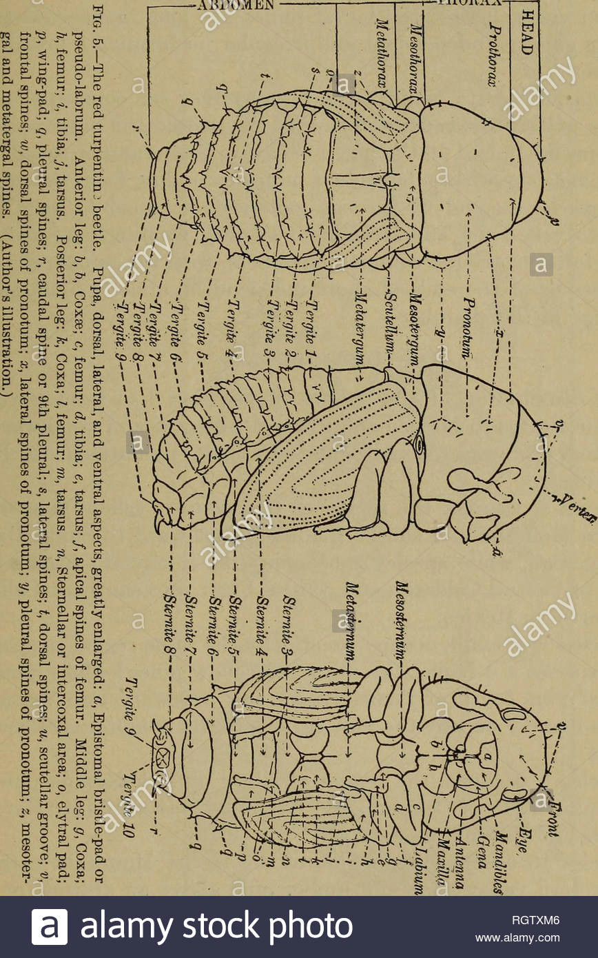 bulletin insekten schadlinge entomologie insekten schadlinge entomologie die