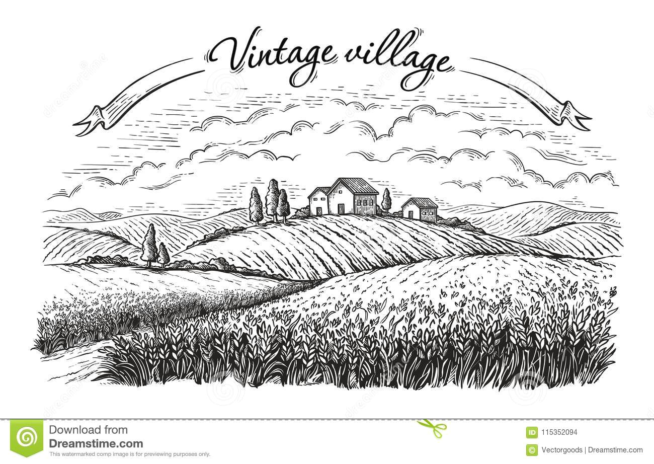 rural landscape field wheat in graphical style hand drawn and converted to vector illustration