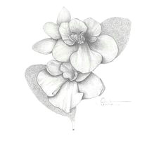 drawings of violets grams violets drawing by kristen stevenson grams violets fine art