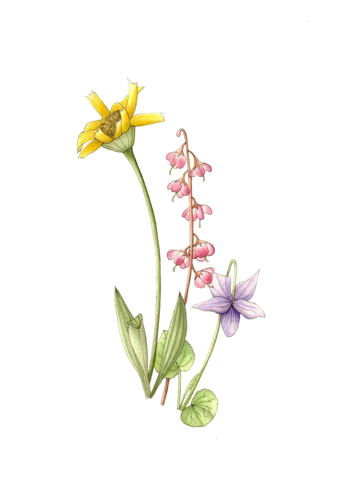 wild violet flower drawings posted by laura ashton at 2 49 pm
