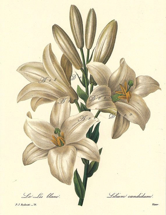 white lily a pierre redoute botanical print this is a good source for printable botanical art vintage illustrations maps and digital supplies