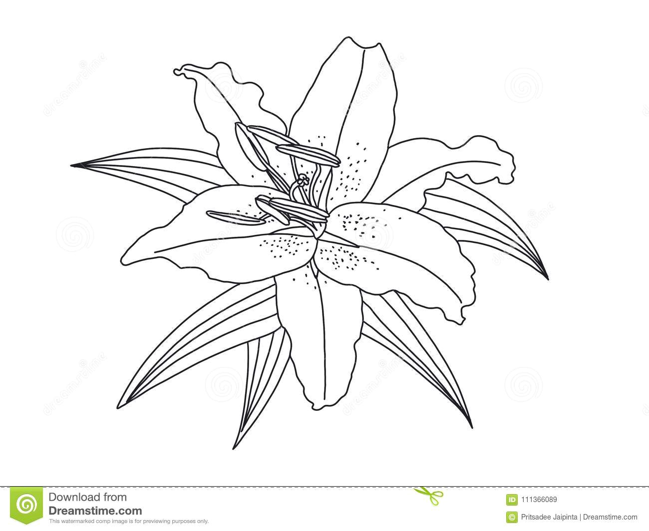lily flower drawing isolated on white background illustration