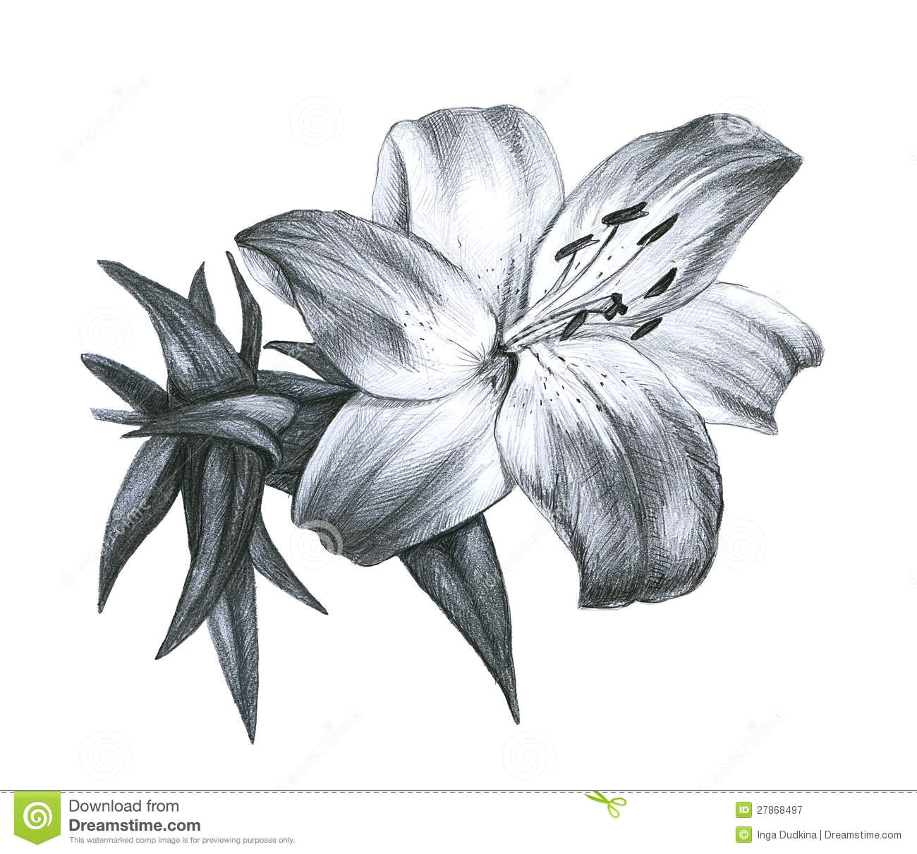 pencil drawing lily
