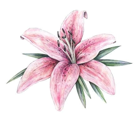 pink lily flowers isolated on white background watercolor handwork illustration drawing of blooming lily