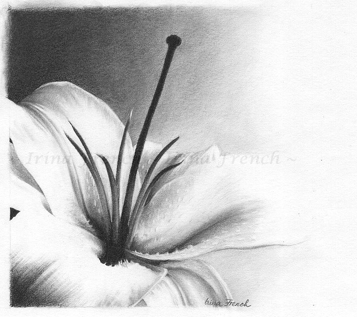 white lily flower drawing white lily by ameryn