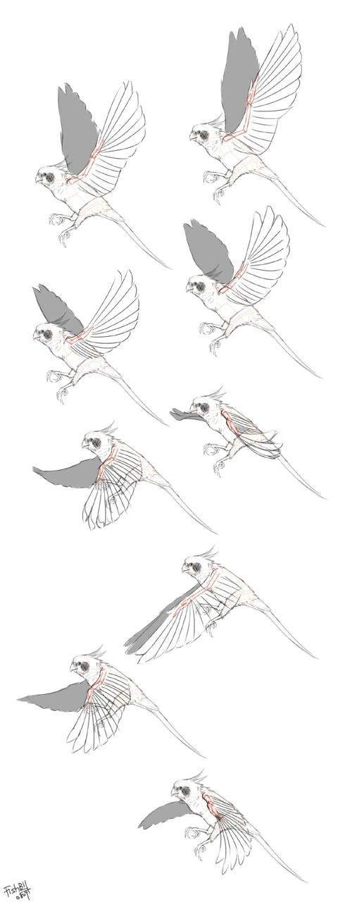 http scrapeface tumblr com post 10645203561 amberblade some tutorials of birds wings find more artworks at