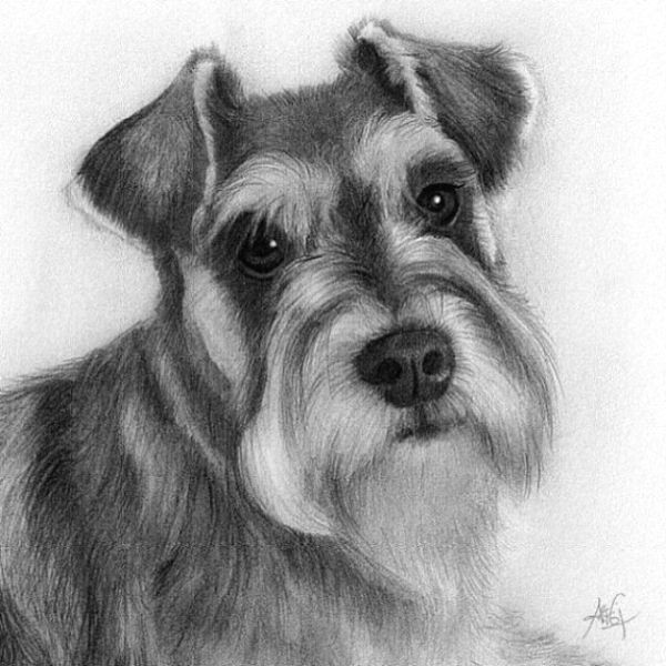 drawing ideas dog by crisc