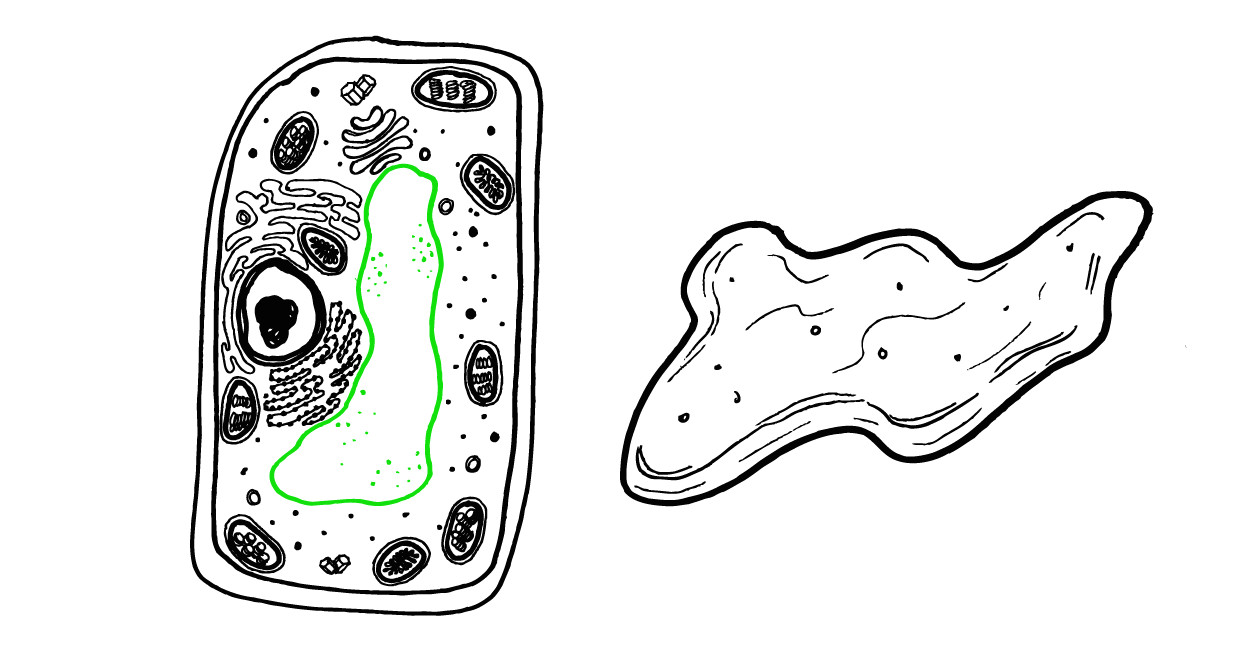 cell structure plant 17