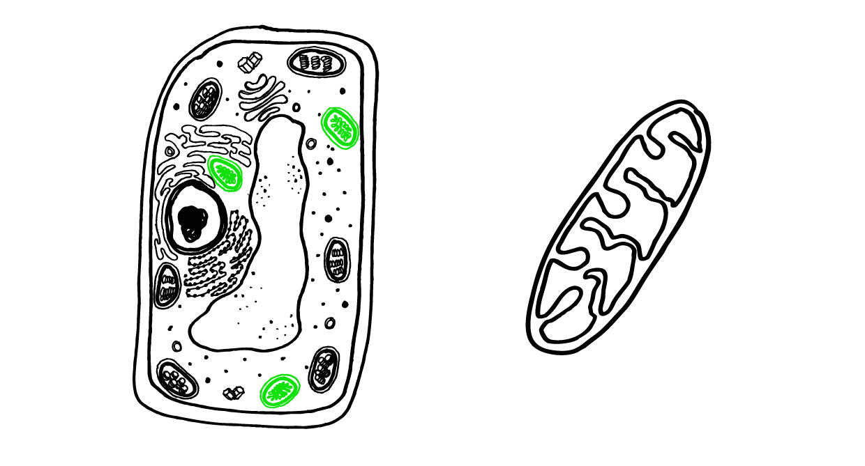 cell structure plant 07