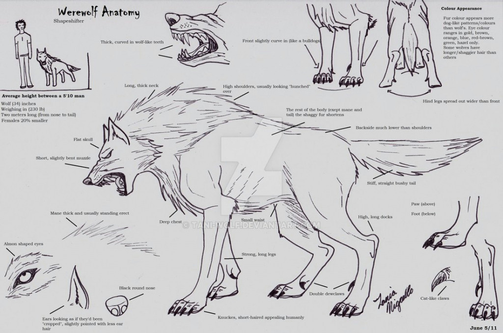 human top free download images anatomy drawing wolf
