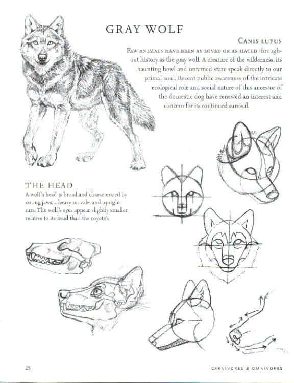 refrences included balto fan art anatomy drawing wolf