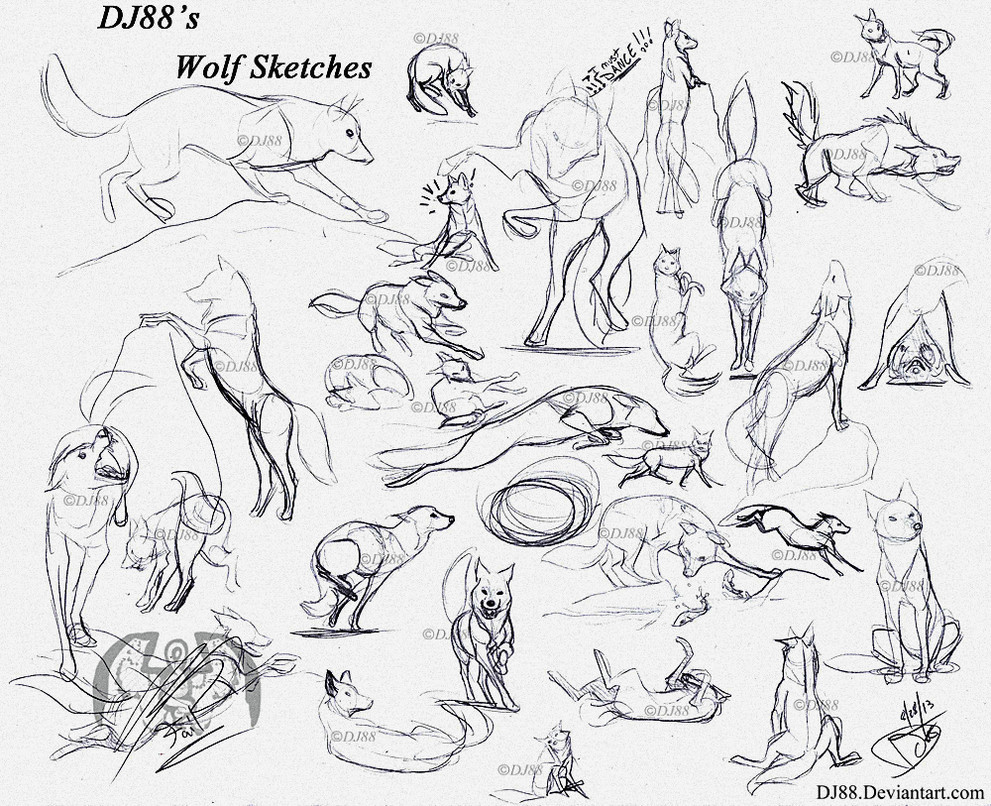 sketches by dj on deviantart anatomy drawing wolf