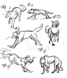Drawing Wolf Anatomy 61 Best Wolf Images Wolves Drawing Ideas Drawings
