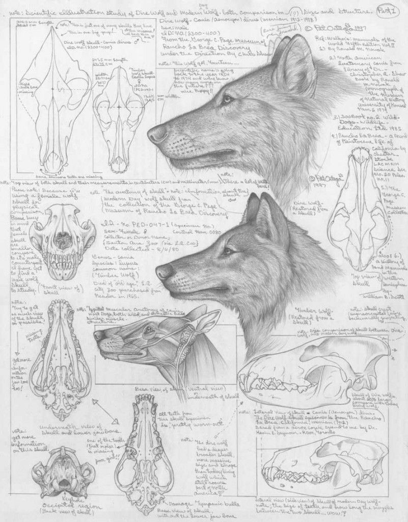 differences between dire wolves and grey wolves via the palaeocast podcast website