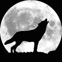 moon wolf and in the night image on we heart it