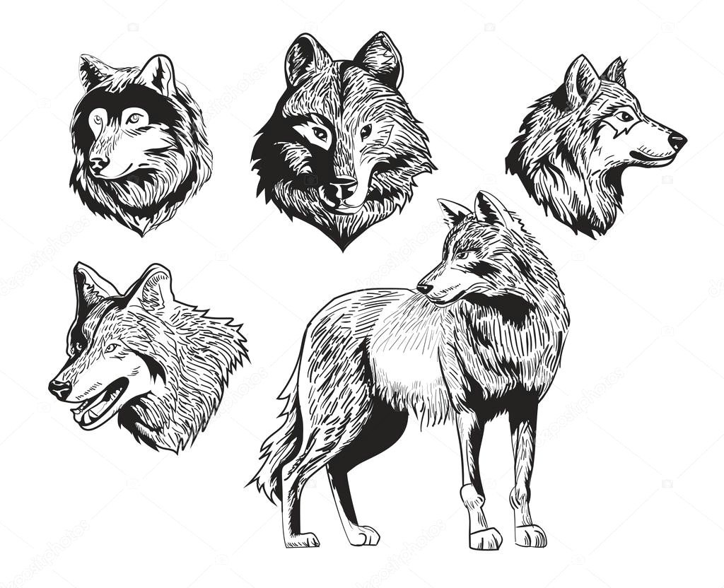 vector illustration sketch drawing wolf silhouette set on white background wektor od sergeygerasimov