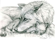 yet another older drawing i did this one is of and wolf and her pup wolf and pup
