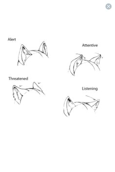 ear expressions anime drawing styles anime drawings sketches drawing stuff drawing poses