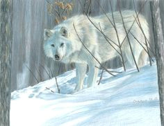 winter wolf drawing carla hurt colored pencil beautiful wolves sign printing white wolf