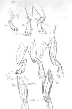 dragon feet drawings google search