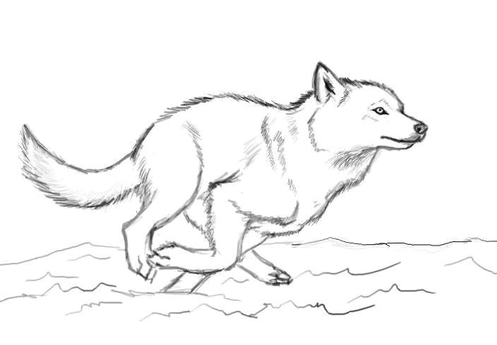 Drawing Wolf Line Art when You Run Make Sure You Run to something and Not Away From