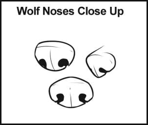 how to draw wolves step 4 here are some different types of noses that you may want to choose for your wolf drawing there is front view 3 4 view