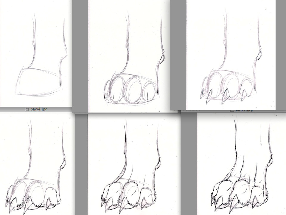 deviantart animal anatomy google search wolf paw human body anatomy art tutorials