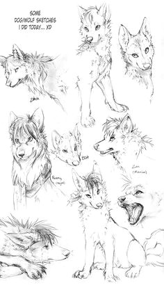 wolf drawings wolf sketches by tamberella on deviantart wolf drawings animal drawings pencil