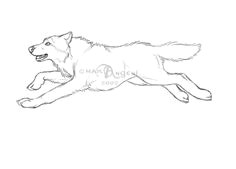 running wolf art google search running drawing horse animation running wolf wolf