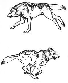 wolf running sketches
