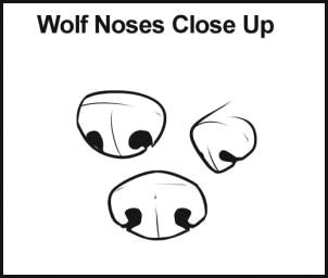 step 4 here are some different types of noses that you may want to choose for your wolf drawing there is front view 3 4 view and side view