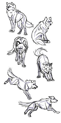 wolf poses