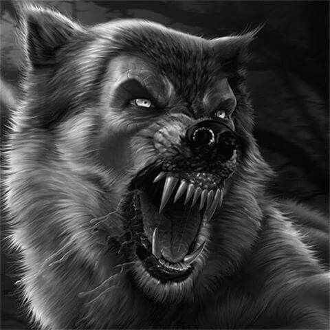 evil wolves in the darkness yahoo image search results