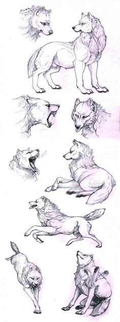 wolf poses how to draw wolf how to draw animals drawing animals